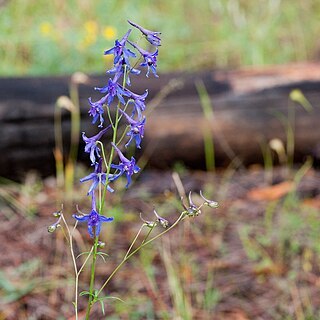 Delphinium scopulorum unspecified picture