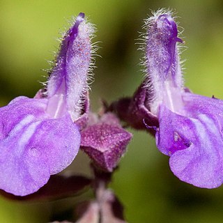 Salvia pinguifolia unspecified picture