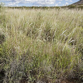 Digitaria californica unspecified picture