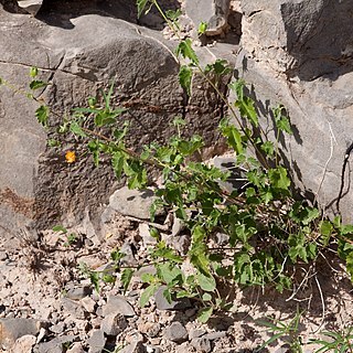 Abutilon parvulum unspecified picture