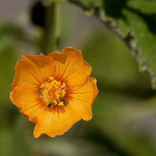 Abutilon parvulum unspecified picture