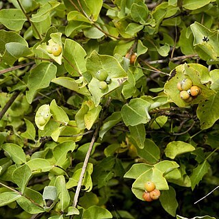 Lonicera albiflora unspecified picture