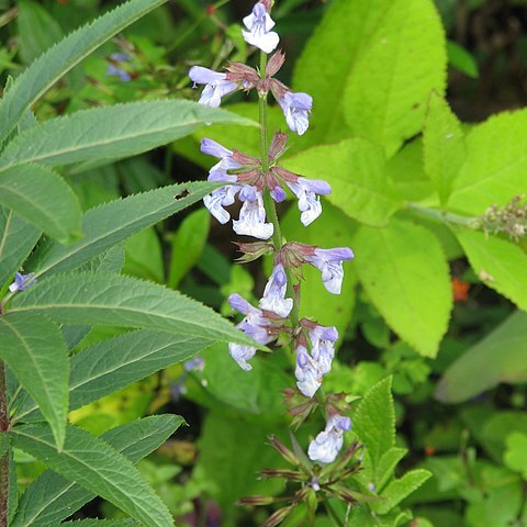 Salvia repens unspecified picture