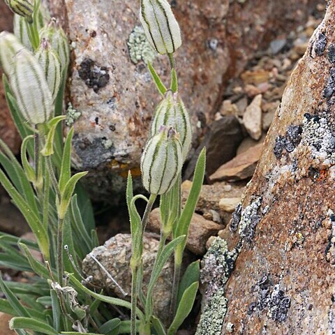 Silene kingii unspecified picture