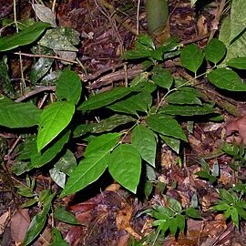 Solanum bahianum unspecified picture