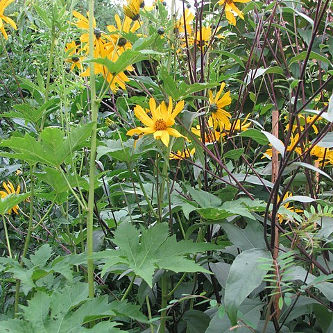 Helianthus atrorubens unspecified picture