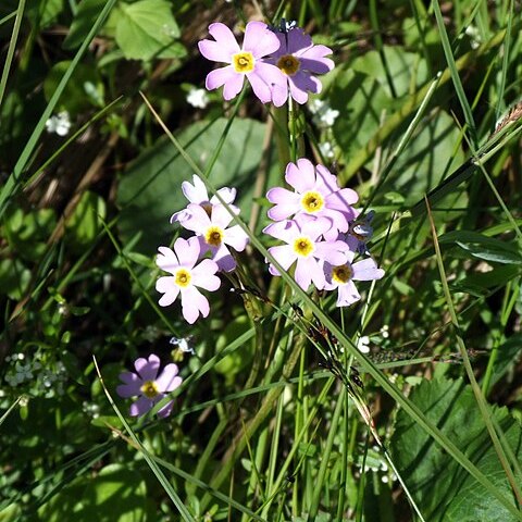 Primula nutans unspecified picture