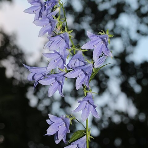 Adenophora remotiflora unspecified picture