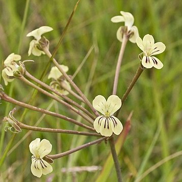 Pelargonium pulverulentum unspecified picture