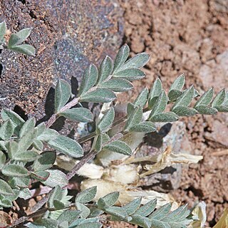 Astragalus piutensis unspecified picture