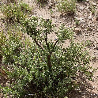 Leucosphaera bainesii unspecified picture