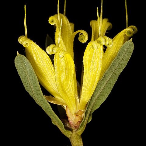 Lambertia multiflora unspecified picture