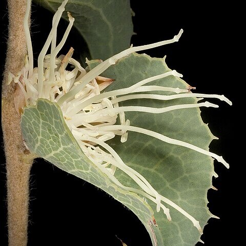 Hakea conchifolia unspecified picture