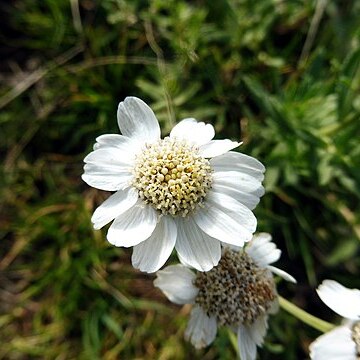 Achillea pyrenaica unspecified picture