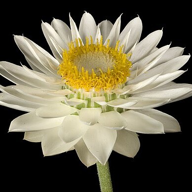 Xerochrysum macranthum unspecified picture