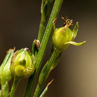 Linum neomexicanum unspecified picture