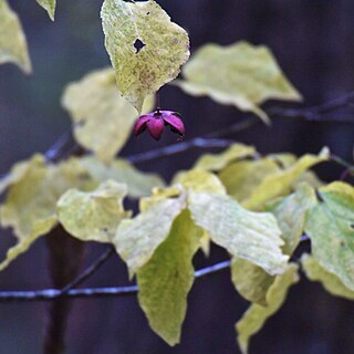 Euonymus oxyphyllus unspecified picture