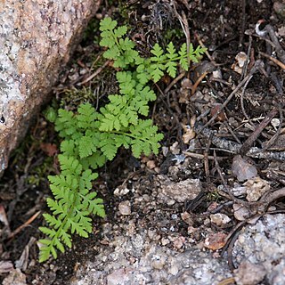 Woodsia plummerae unspecified picture