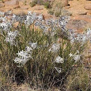 Amsonia longiflora unspecified picture