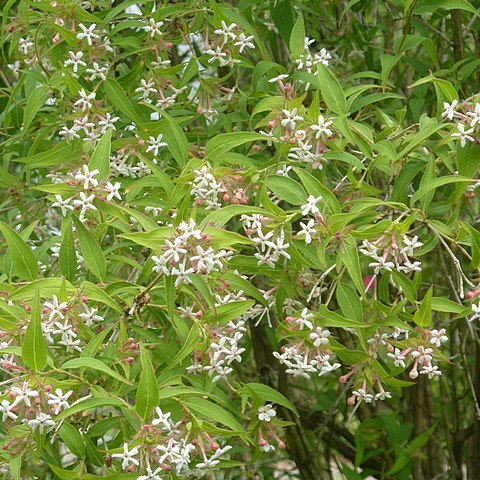 Zabelia triflora unspecified picture