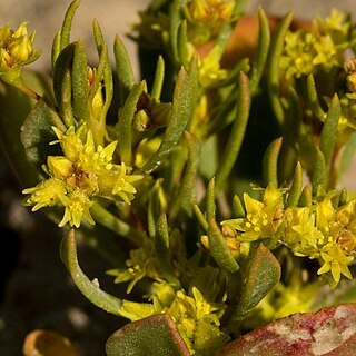 Stenogonum unspecified picture