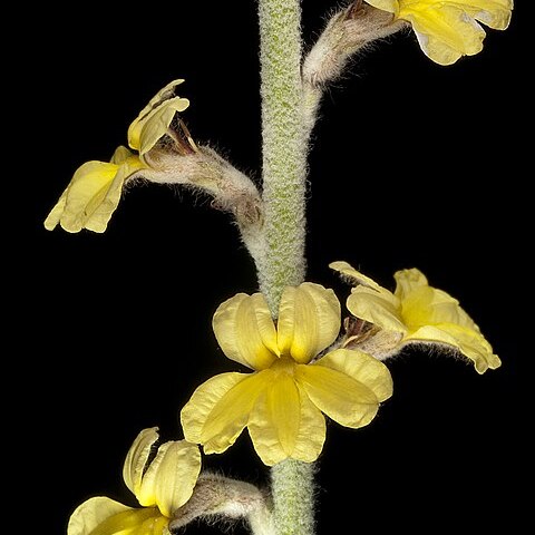 Verreauxia reinwardtii unspecified picture