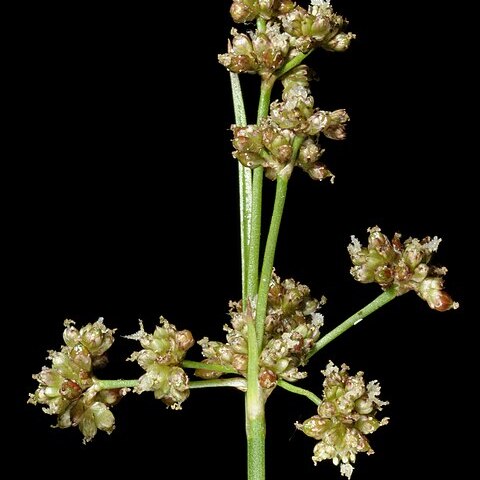 Juncus caespiticius unspecified picture