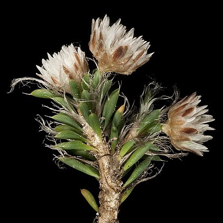 Laxmannia brachyphylla unspecified picture