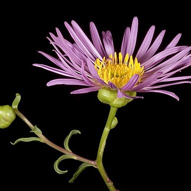 Pembertonia latisquamea unspecified picture