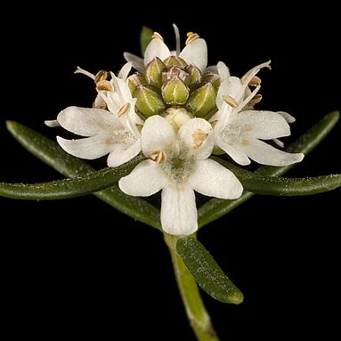 Westringia cephalantha unspecified picture