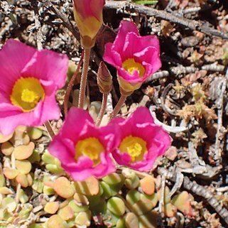 Oxalis inaequalis unspecified picture