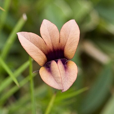 Monopsis unidentata unspecified picture