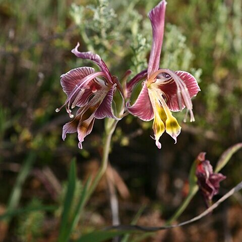 Gladiolus uysiae unspecified picture