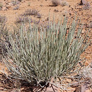 Euphorbia gregaria unspecified picture