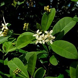 Aegiphila fluminensis unspecified picture