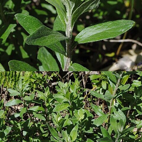 Baccharis palustris unspecified picture