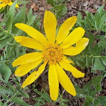 Balsamorhiza macrophylla unspecified picture