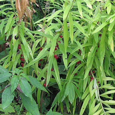 Polygonatum roseum unspecified picture