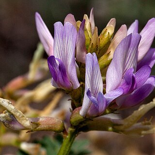 Astragalus lentiginosus var. wilsonii unspecified picture