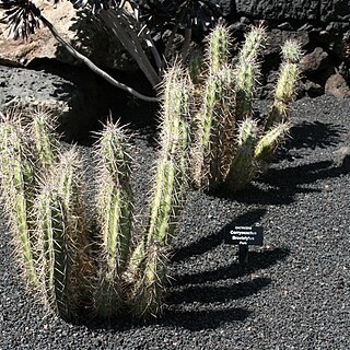 Corryocactus brevistylus unspecified picture