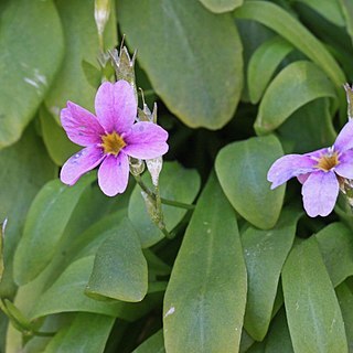 Primula cusickiana var. maguirei unspecified picture