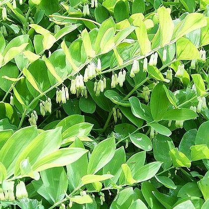 Polygonatum falcatum unspecified picture