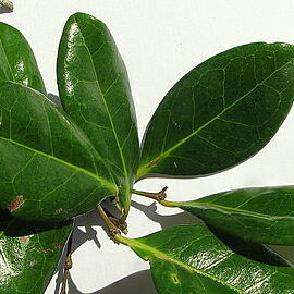 Chaetocarpus echinocarpus unspecified picture