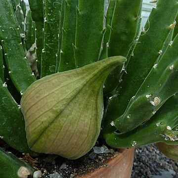 Stapelia asterias unspecified picture