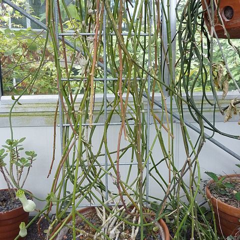 Ceropegia ampliata unspecified picture