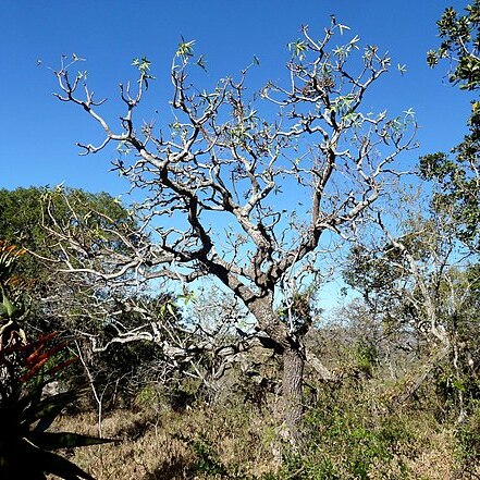 Cussonia natalensis unspecified picture