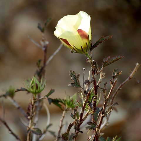 Hibiscus coulteri unspecified picture