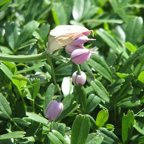 Allium macranthum unspecified picture