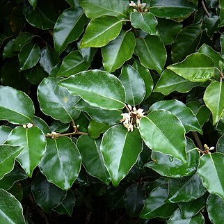 Elaeagnus macrophylla unspecified picture