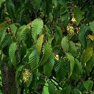 Carpinus rankanensis unspecified picture